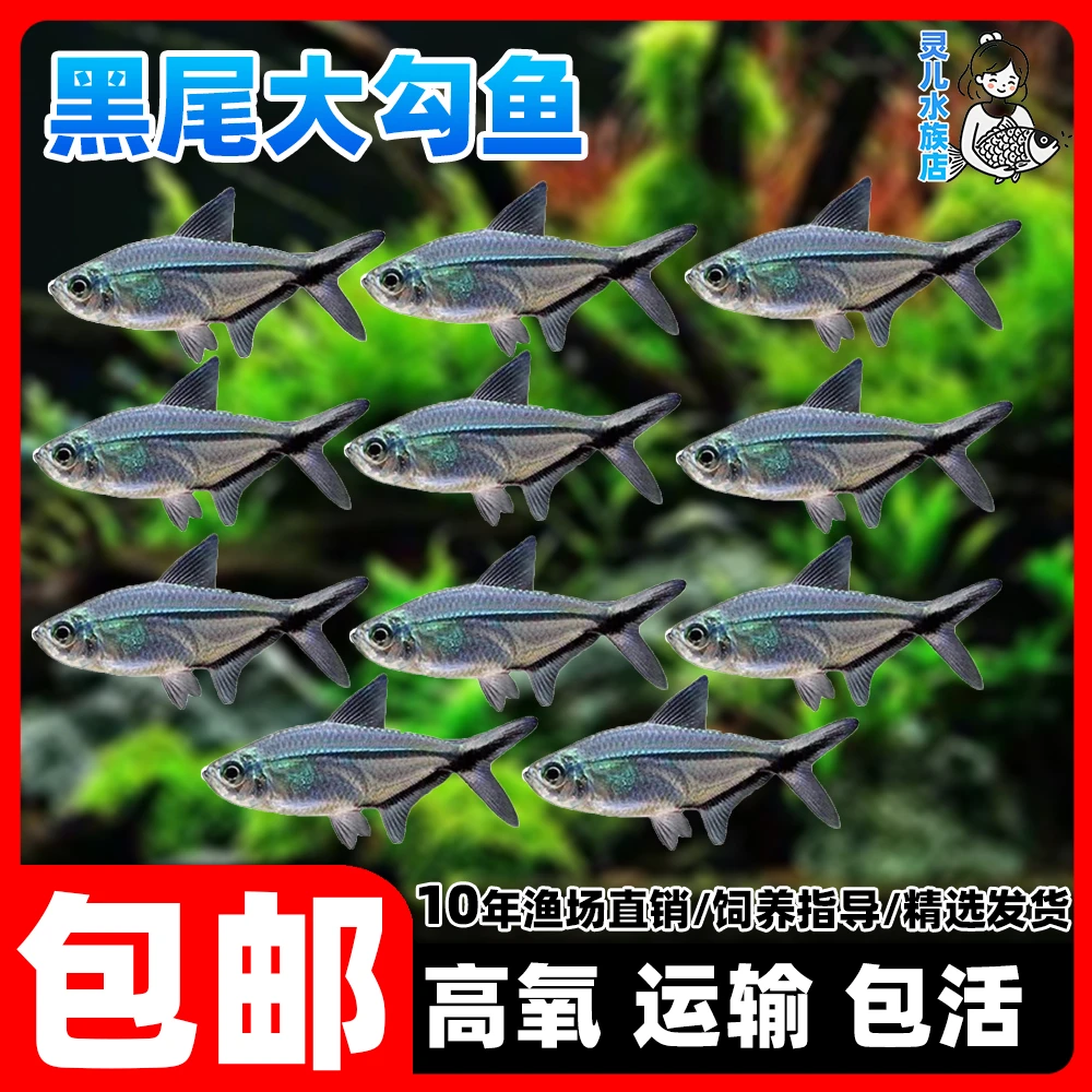 黑尾大勾鱼黑大勾尾灯观赏鱼热带活体小型鱼新手易养群游效果之王
