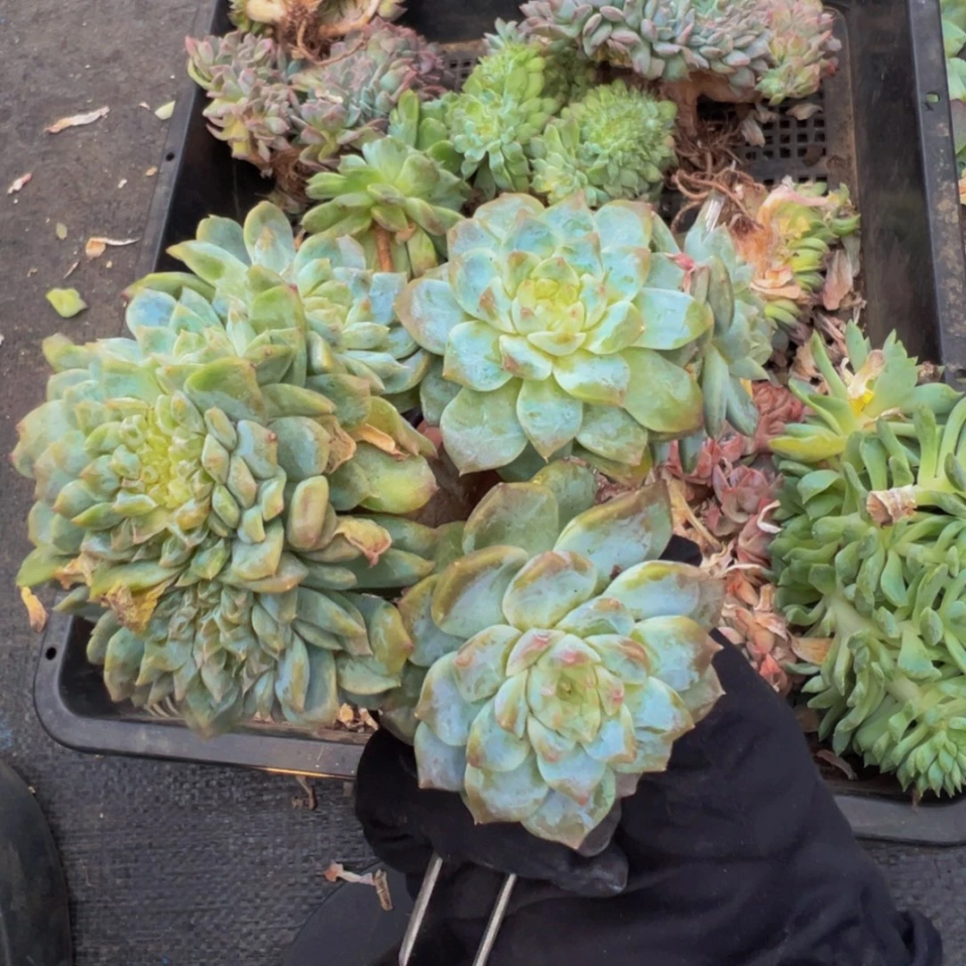 白体琥珀缀微瑕 天天开心