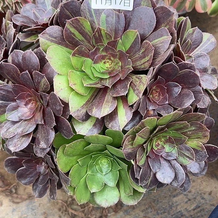 11.17-33花月夜多肉植物1