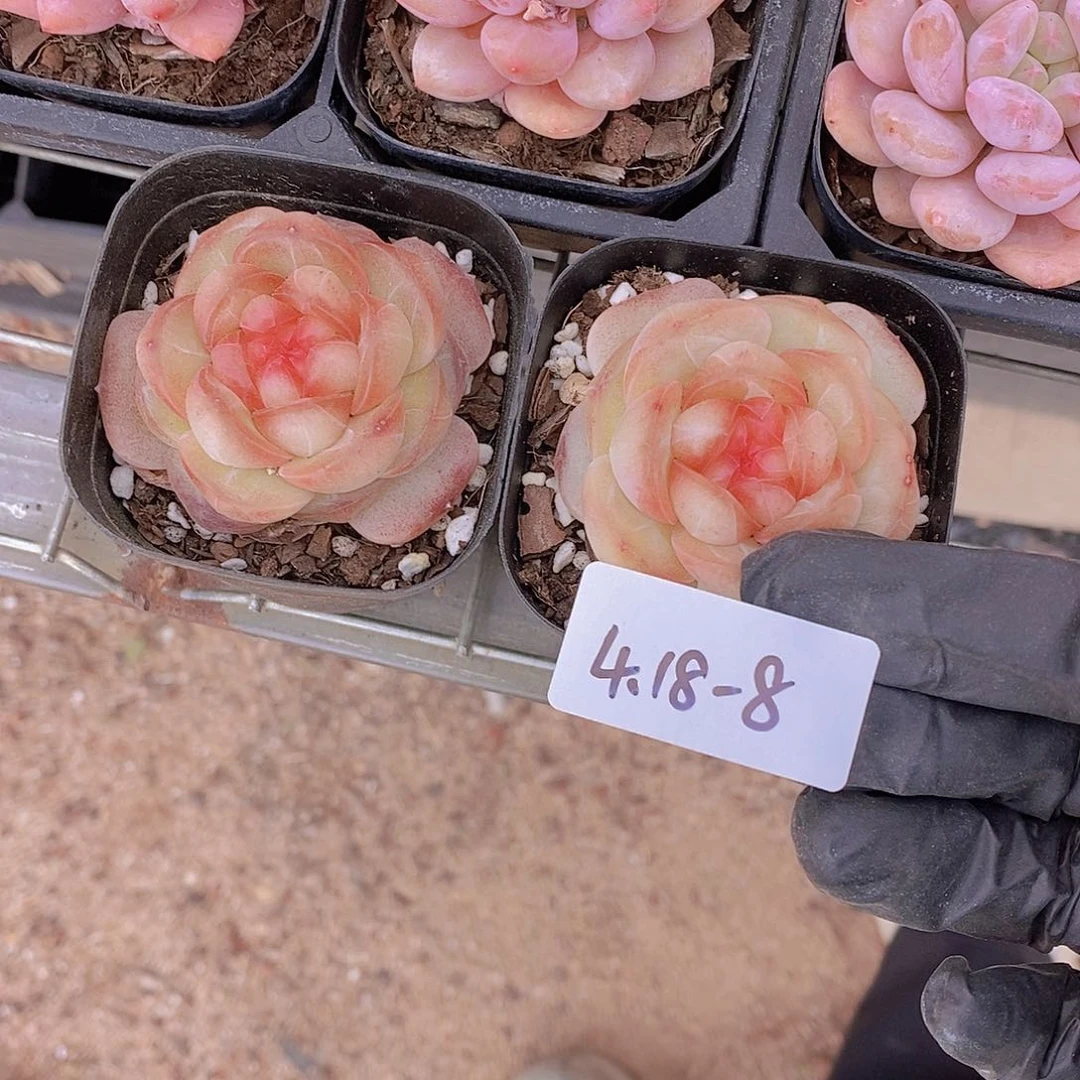 4.18-8-厚叶红心甜茶单头一颗 带白方 量拍