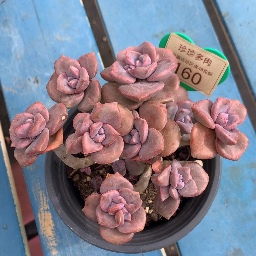 彩虹糖老桩无砍平头160
