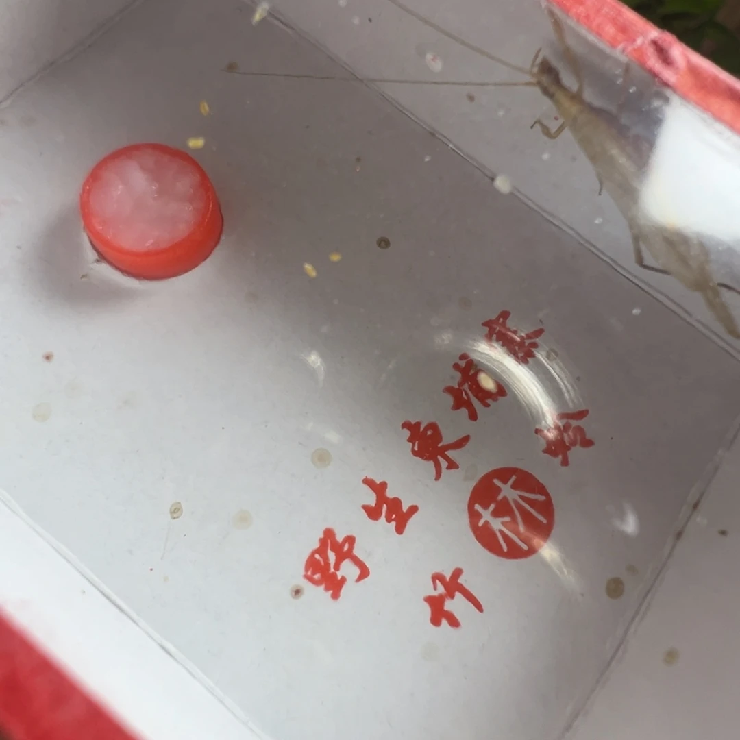 蟋蟀两只柬埔寨竹蛉