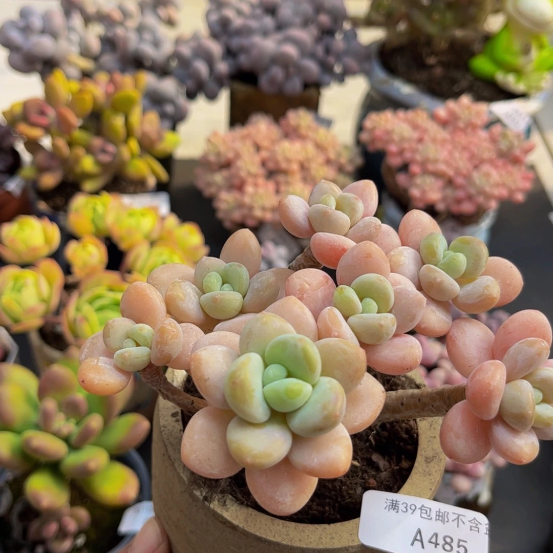 485/10cm香水手指多肉