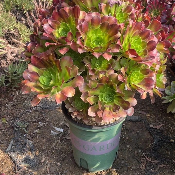 289号夜光杯多肉植物