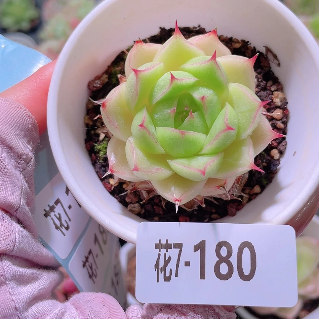 花利美7-180麦秆单头