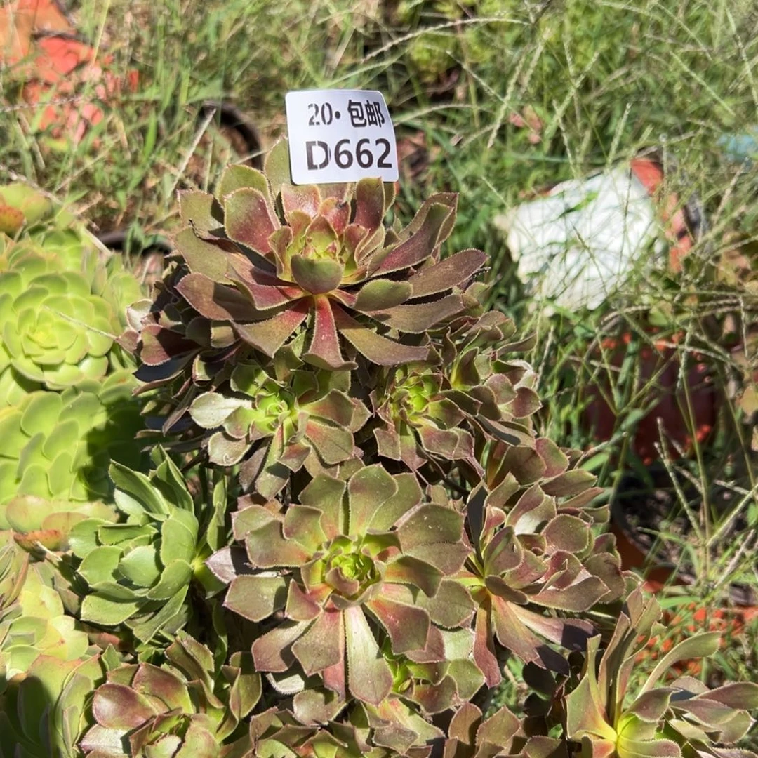 山***人662灰发，多肉法师