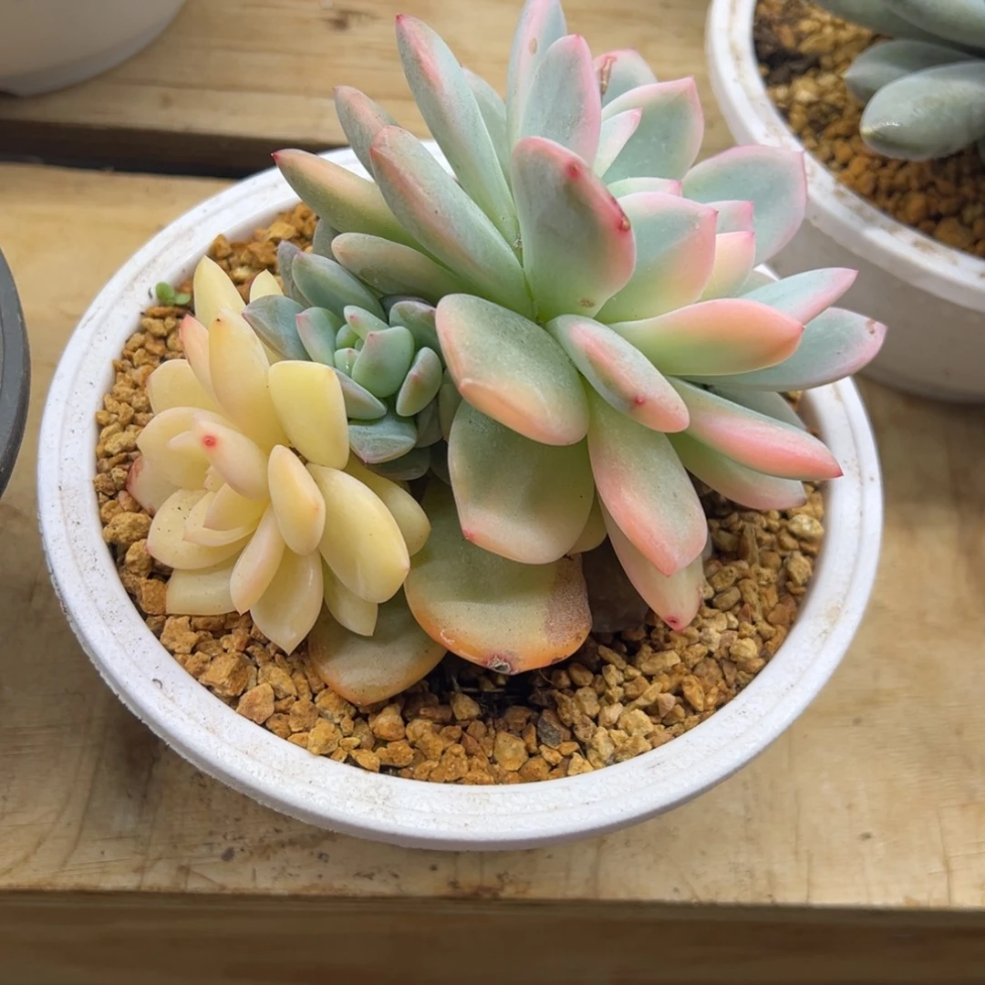 橙梦露锦 夏鸣园艺