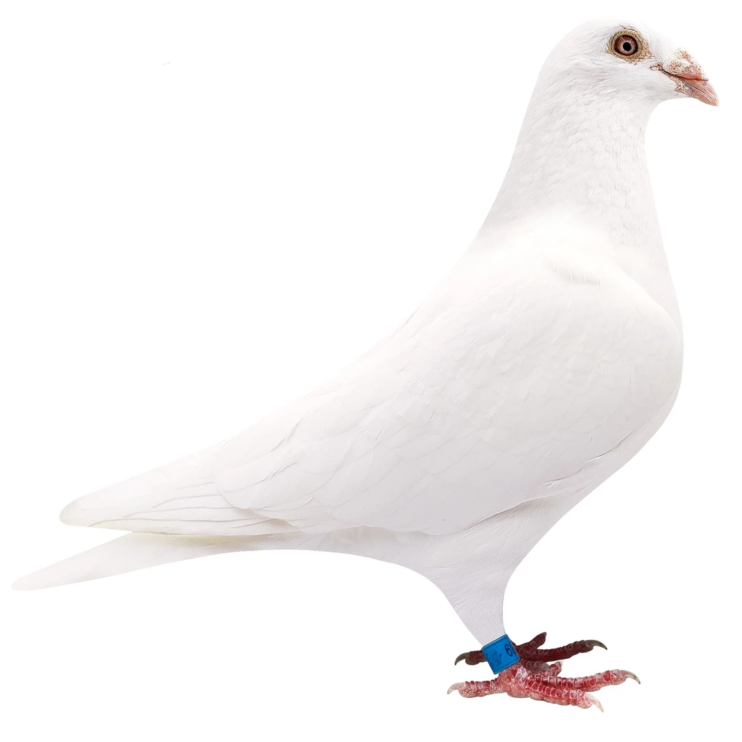 信鸽成绩鸽比利时圆环公棚天落