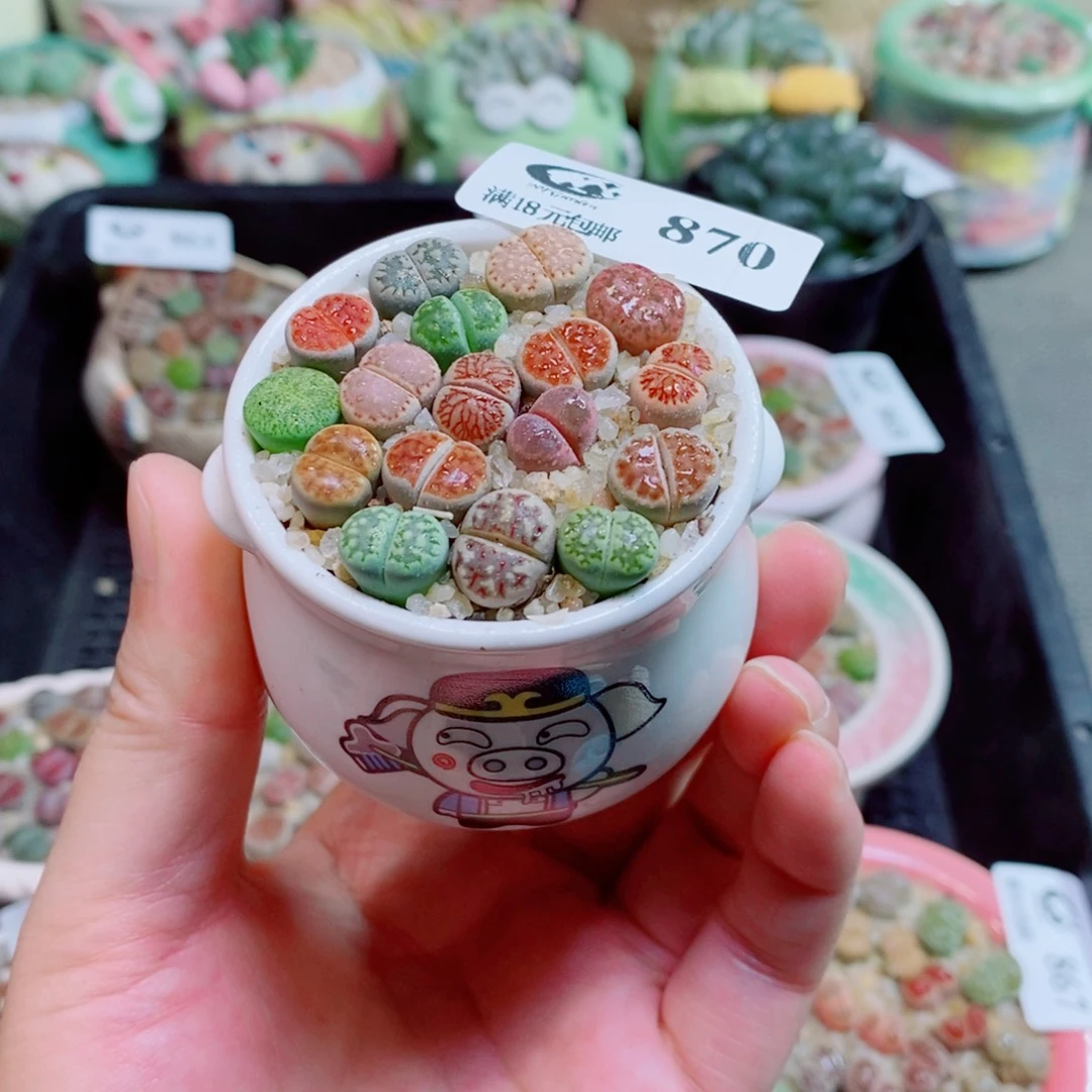 生石花花花花花花花870
