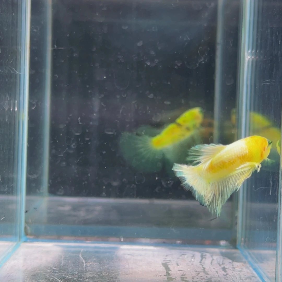 斗鱼荧光魔眼绣球