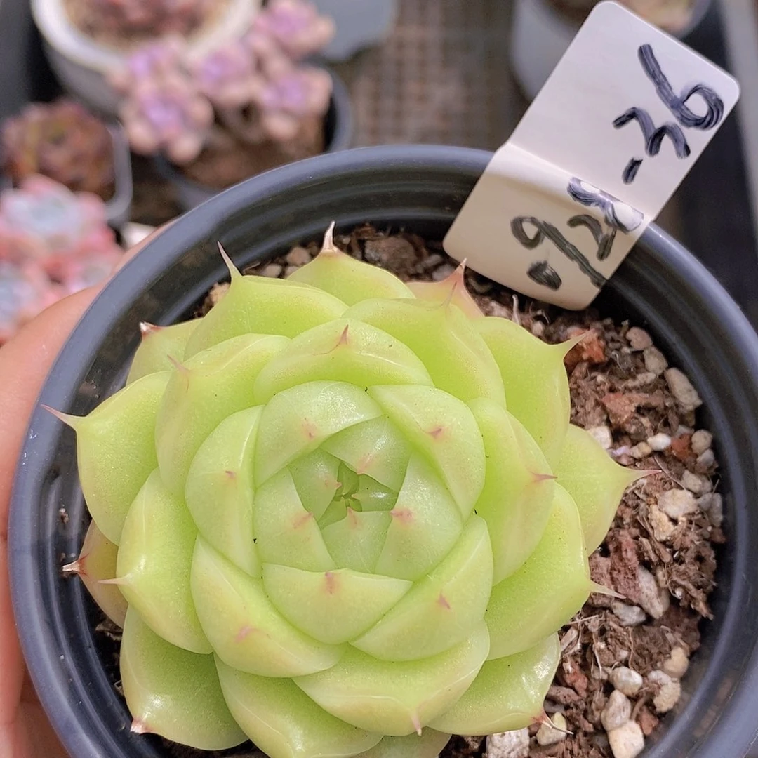 昱***语0928-36-专拍山茶花麦秆福利一颗
