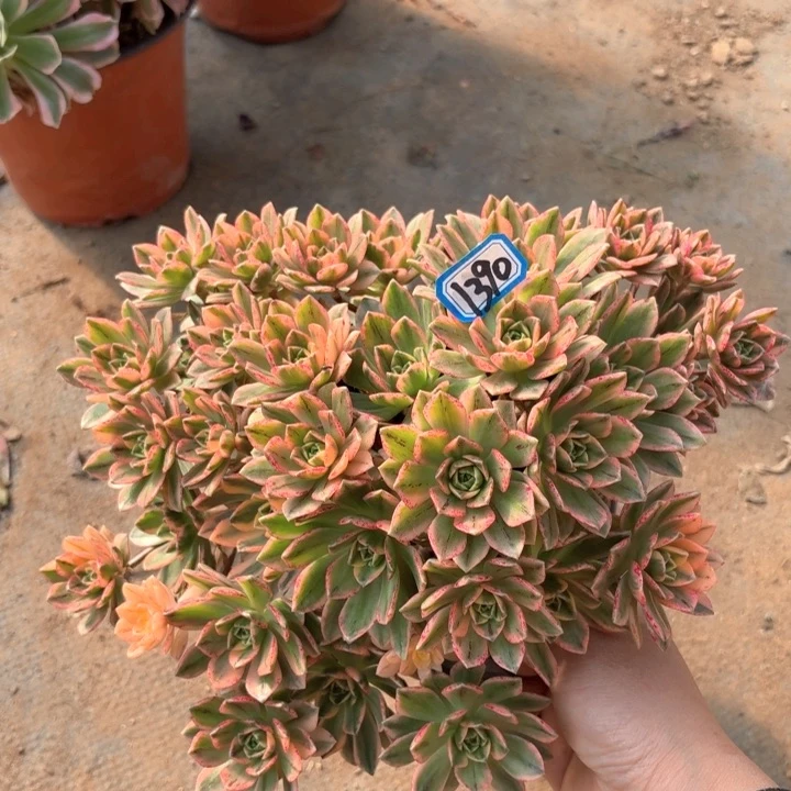 甜茶1390法师多肉