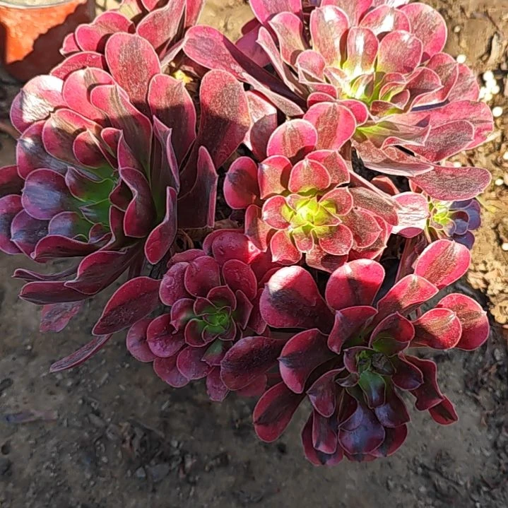 3721凤冠法师多肉植物