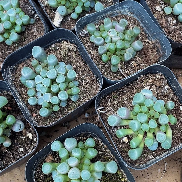 五十铃玉2.8带盆土