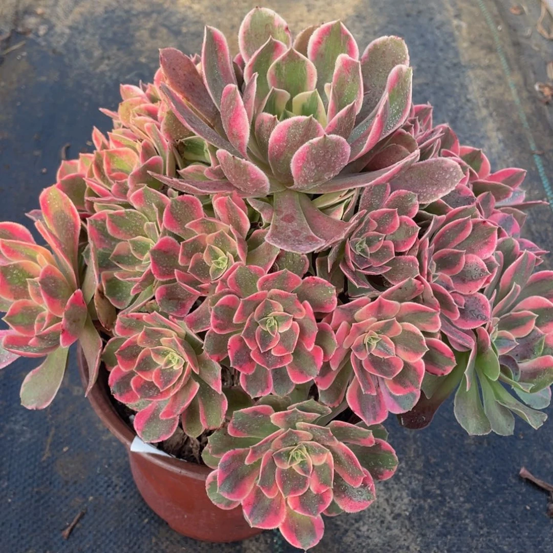 390女妖精品法师多肉