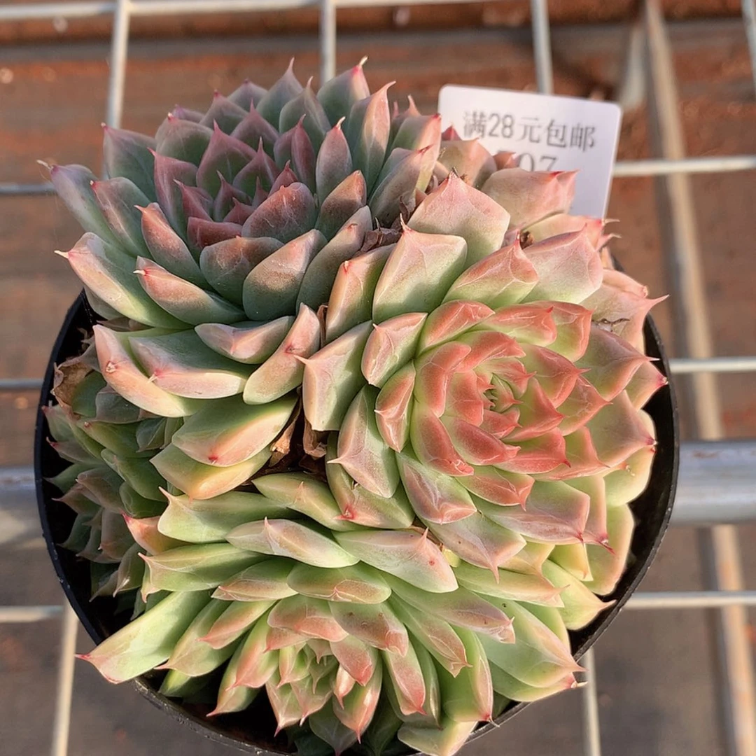 【闪购商品】云707号