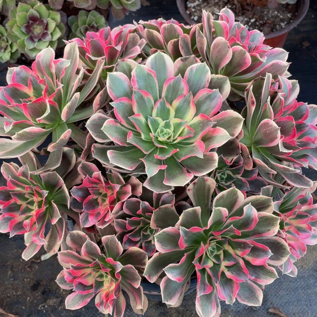 876皇后精品法师老桩