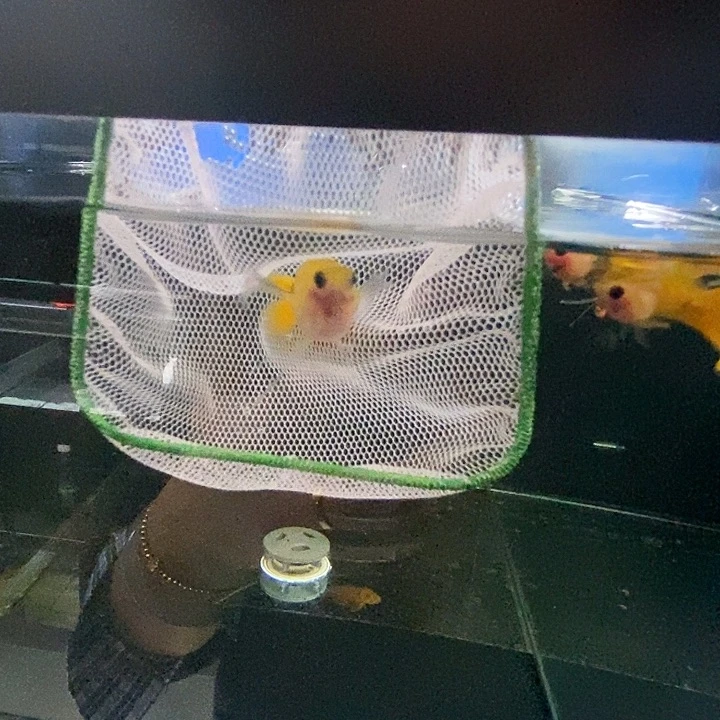 孔雀鱼黄金玻璃猫球c一对