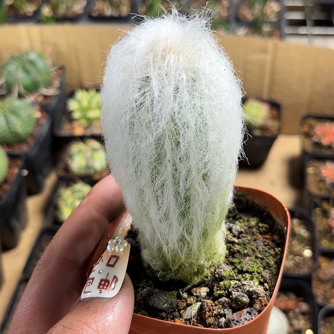 老乐单头发货单头发