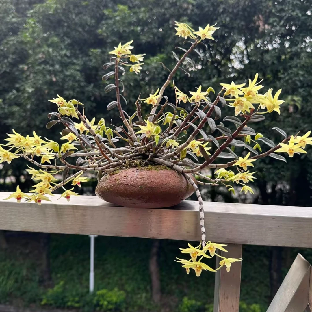 铁皮石斛花卉块状一片一物一拍（五年苗，根部有剪过痕迹介意勿拍）
