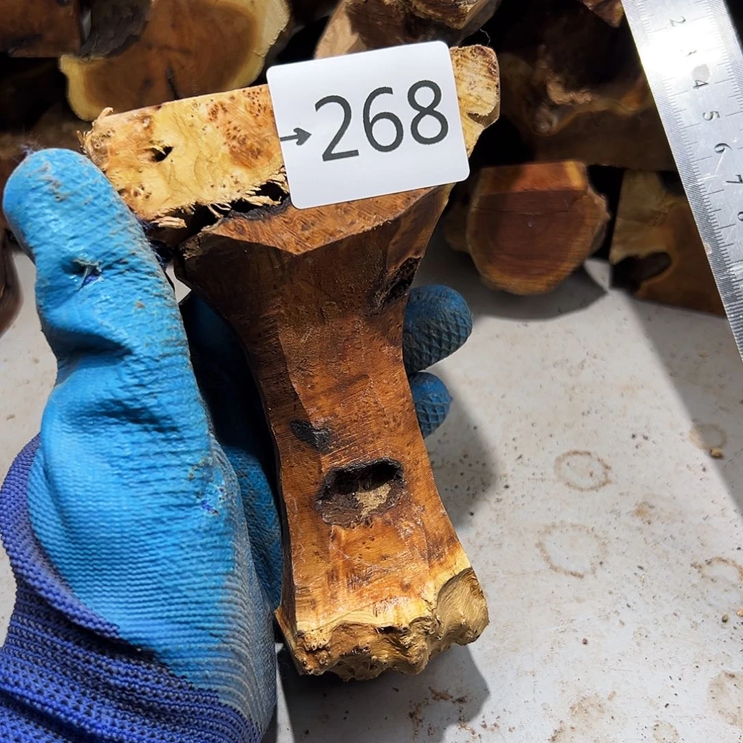 香榧木岁**歌不退不换