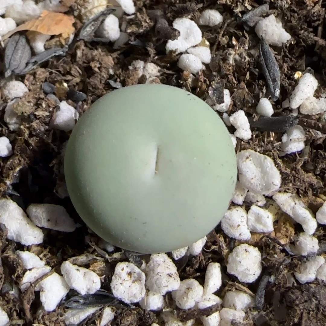 8.15。  无人福利。  9059