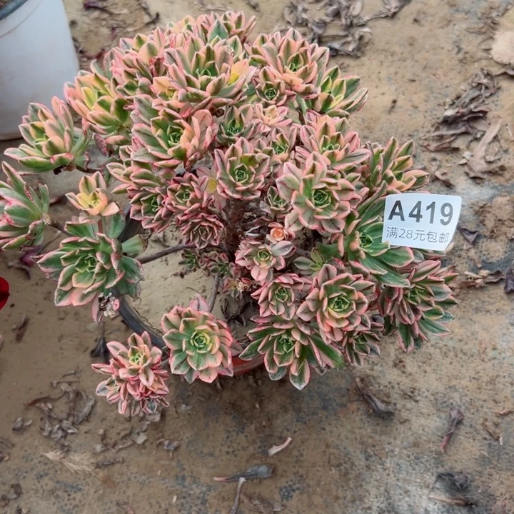 419甜茶多肉植物