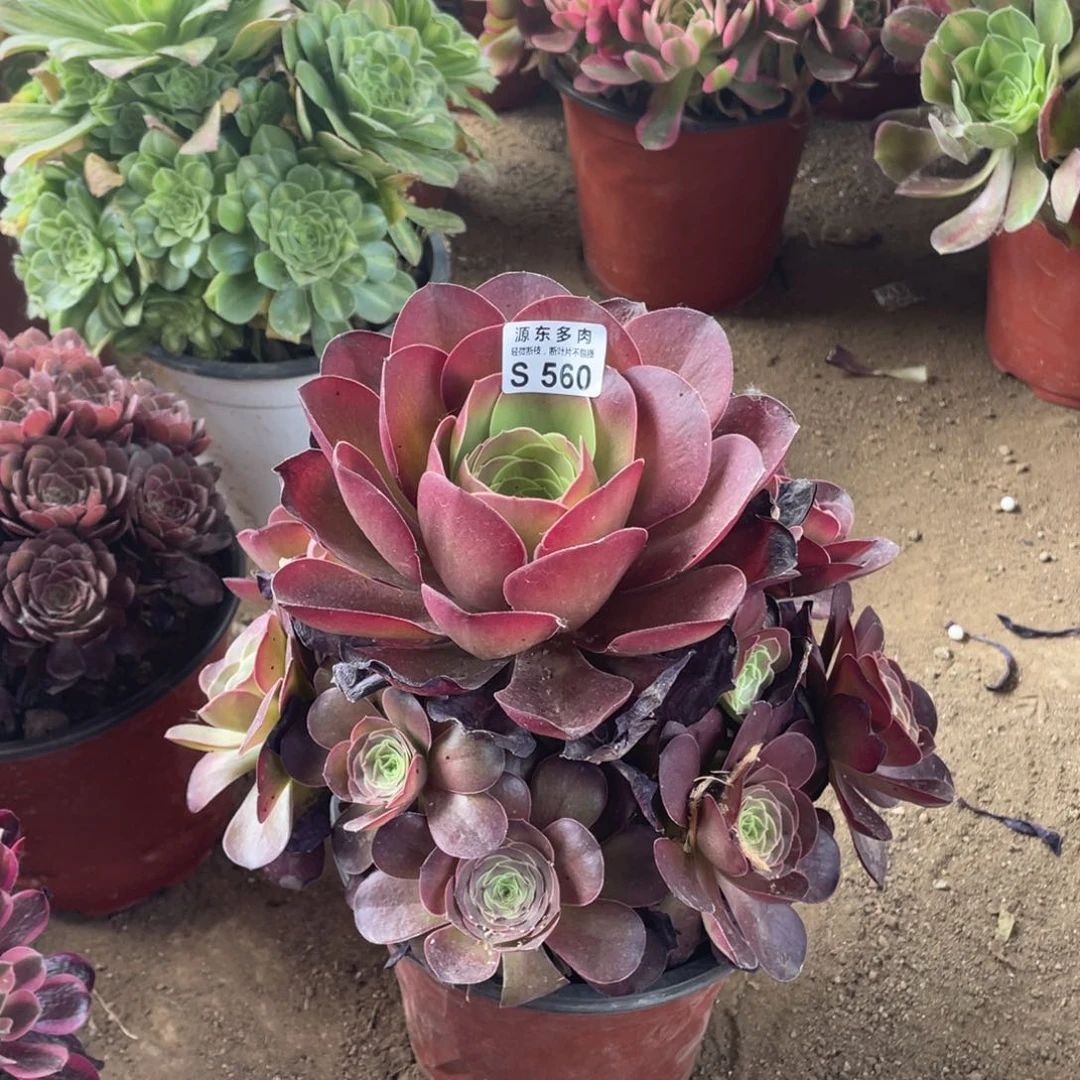 560魅金玫瑰多肉法师断枝不包