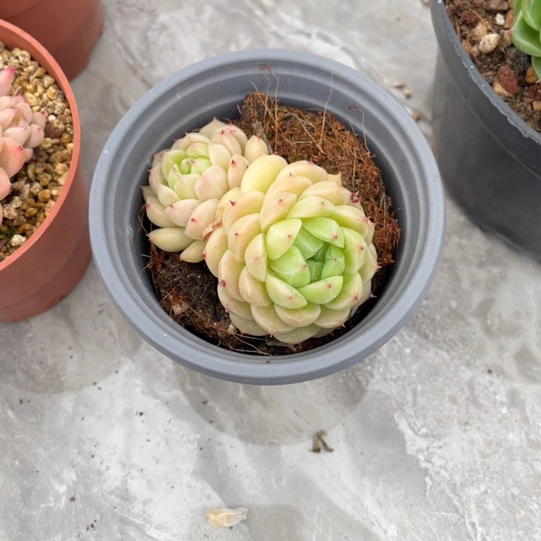 T**y包子麦秆宝贝专拍