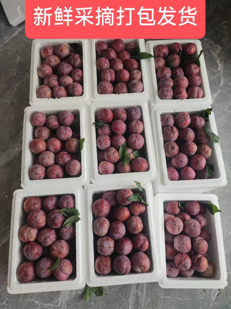 正宗钱排红心三华李新鲜采摘发货