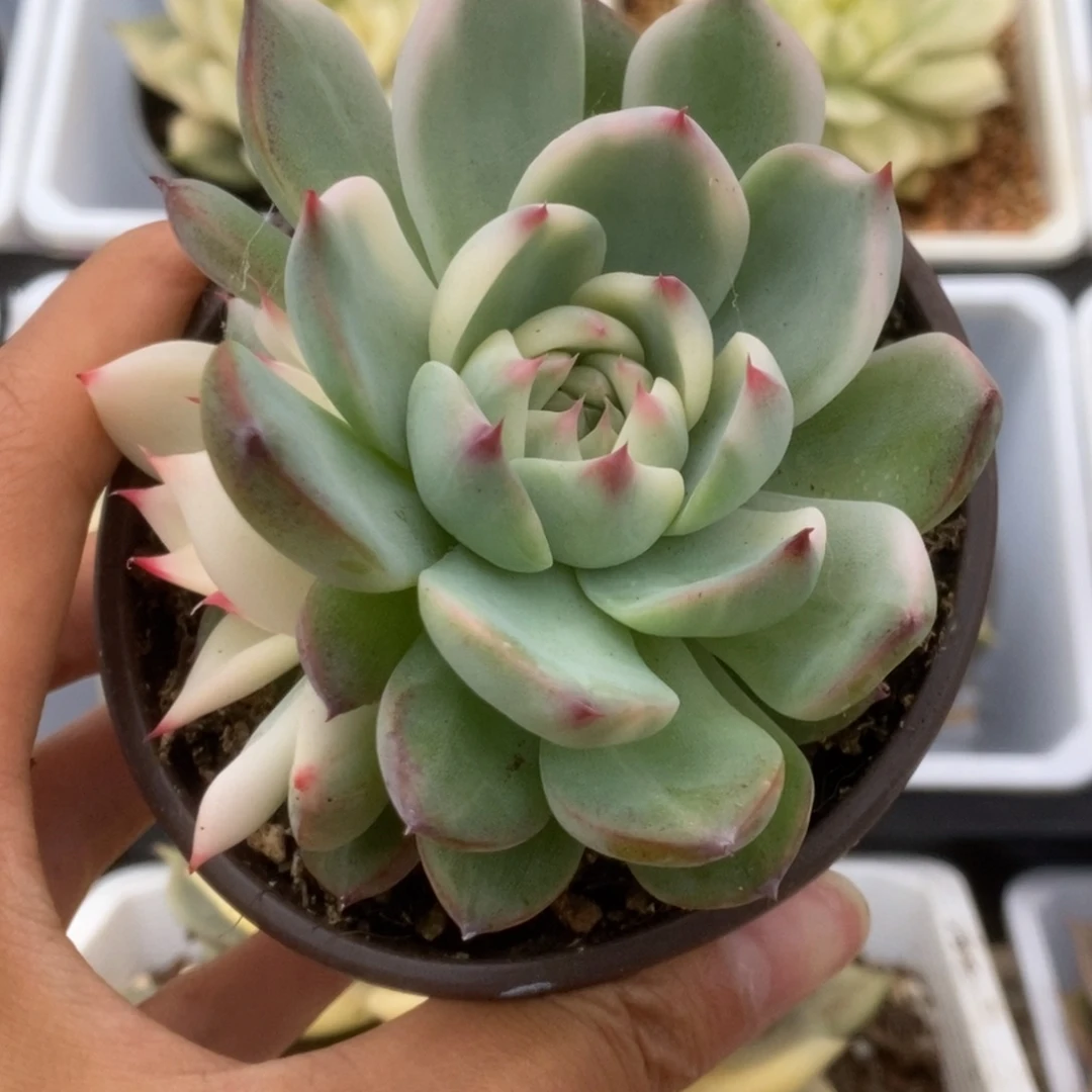 347锦锦锦锦锦锦锦锦锦