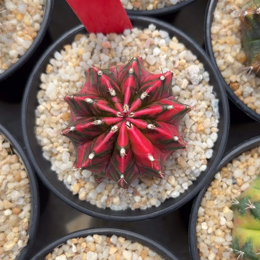 167-1102泰国发货dr