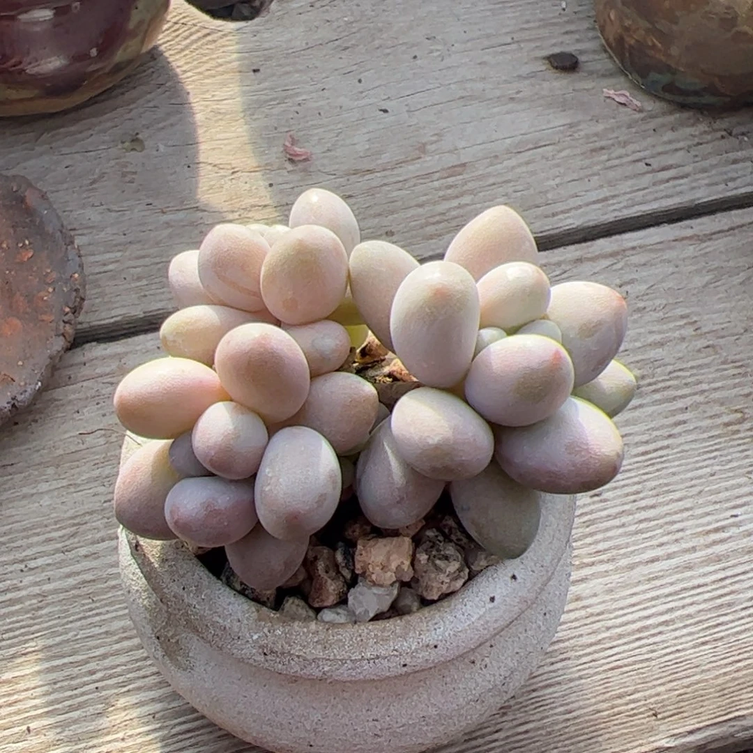 带盆发货多肉植物