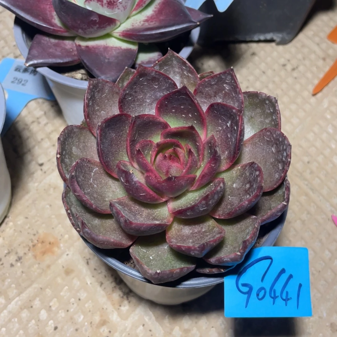 郝***婷多肉植物多肉植物0441