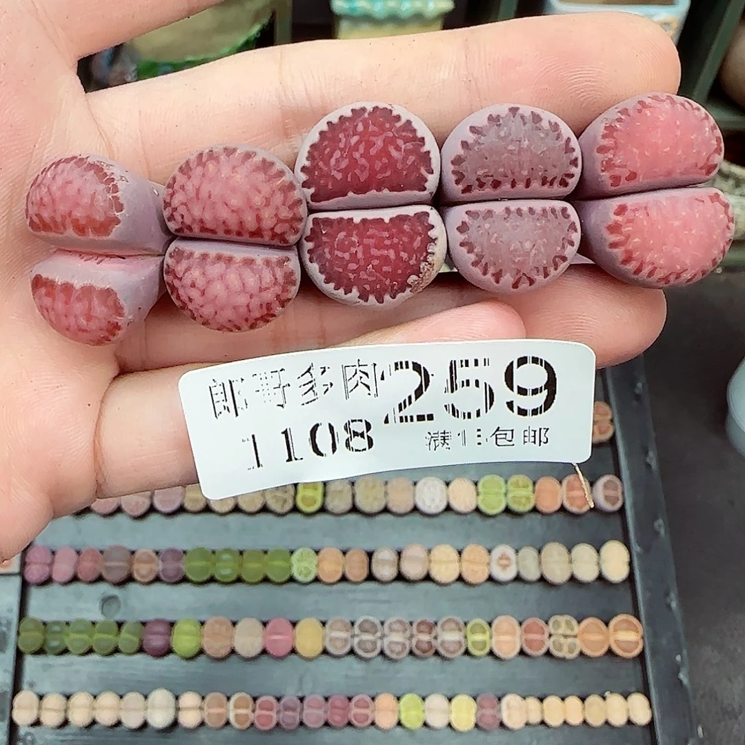满满18包邮1108-259