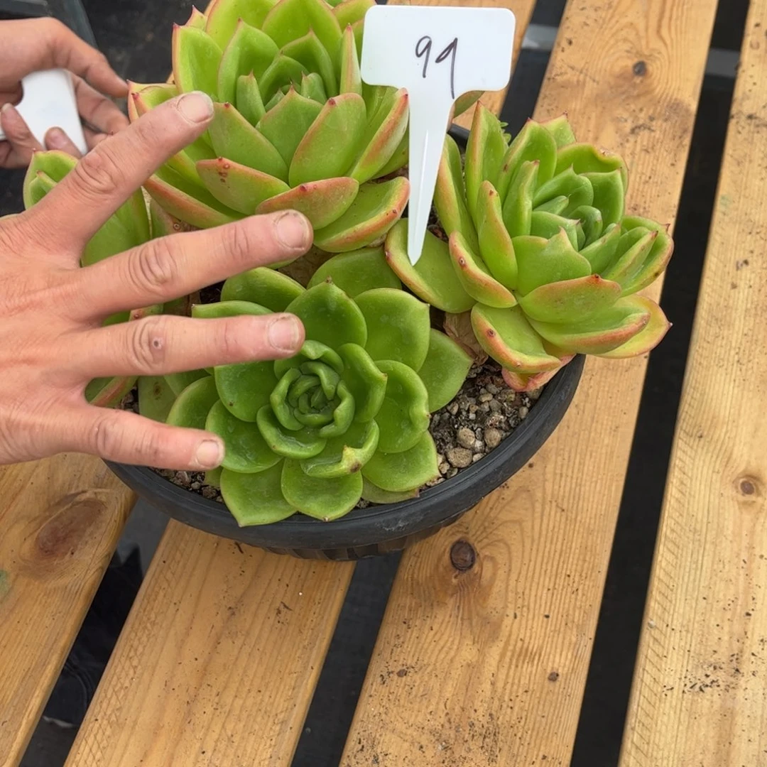 油菜花99。