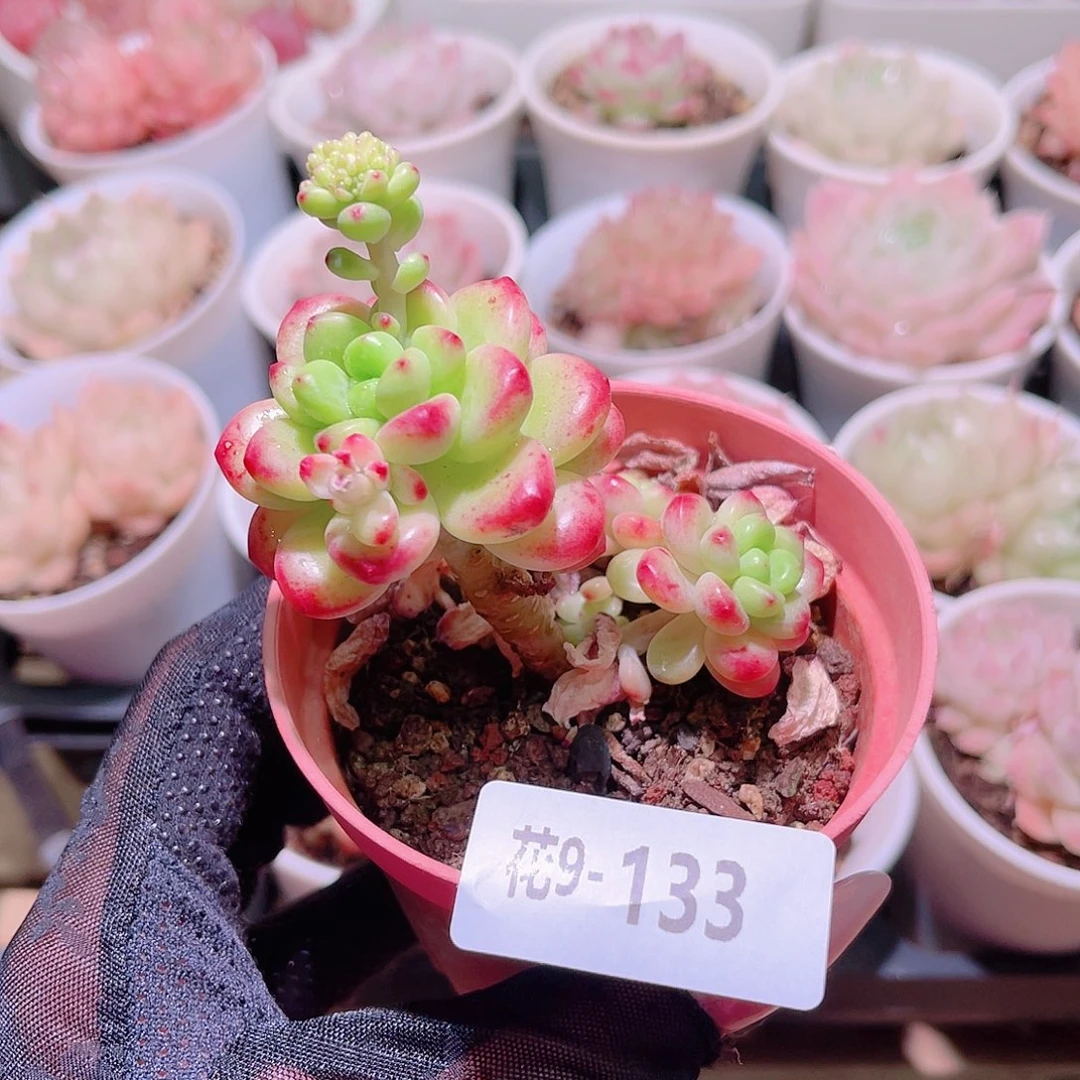 花利美9-133香格里拉