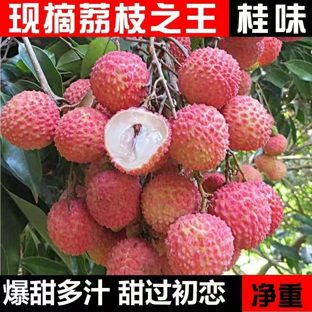 【京东/顺丰/冷链】当季鲜果采摘广东福建桂味荔枝多汁美味冷链速运