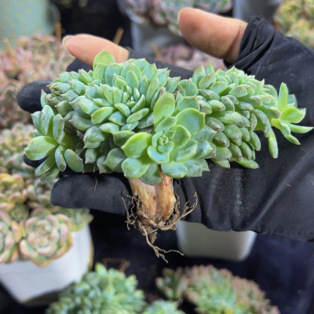 静****弗洛伊德琥珀缀化
