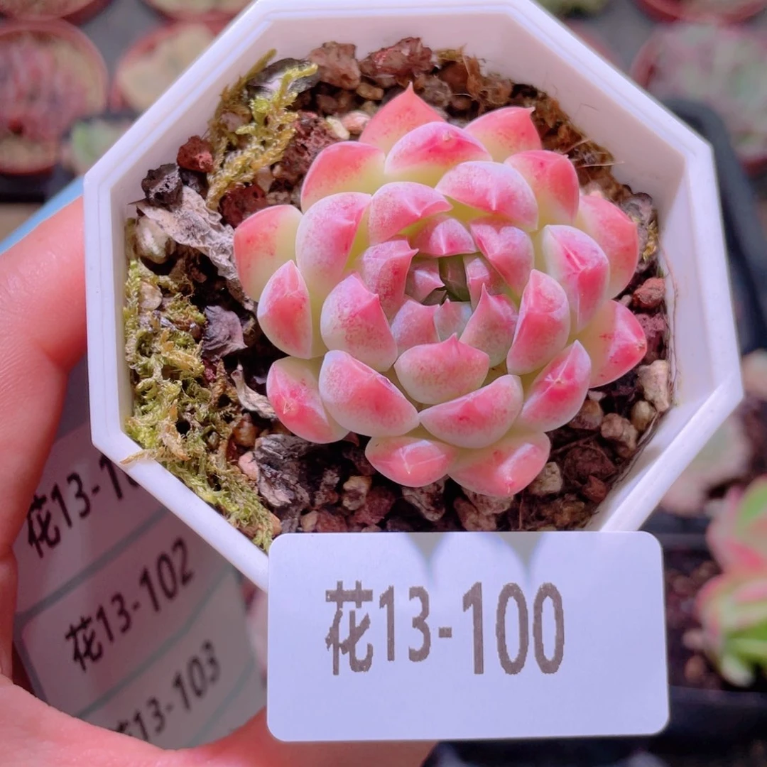 花利美13-100明月心