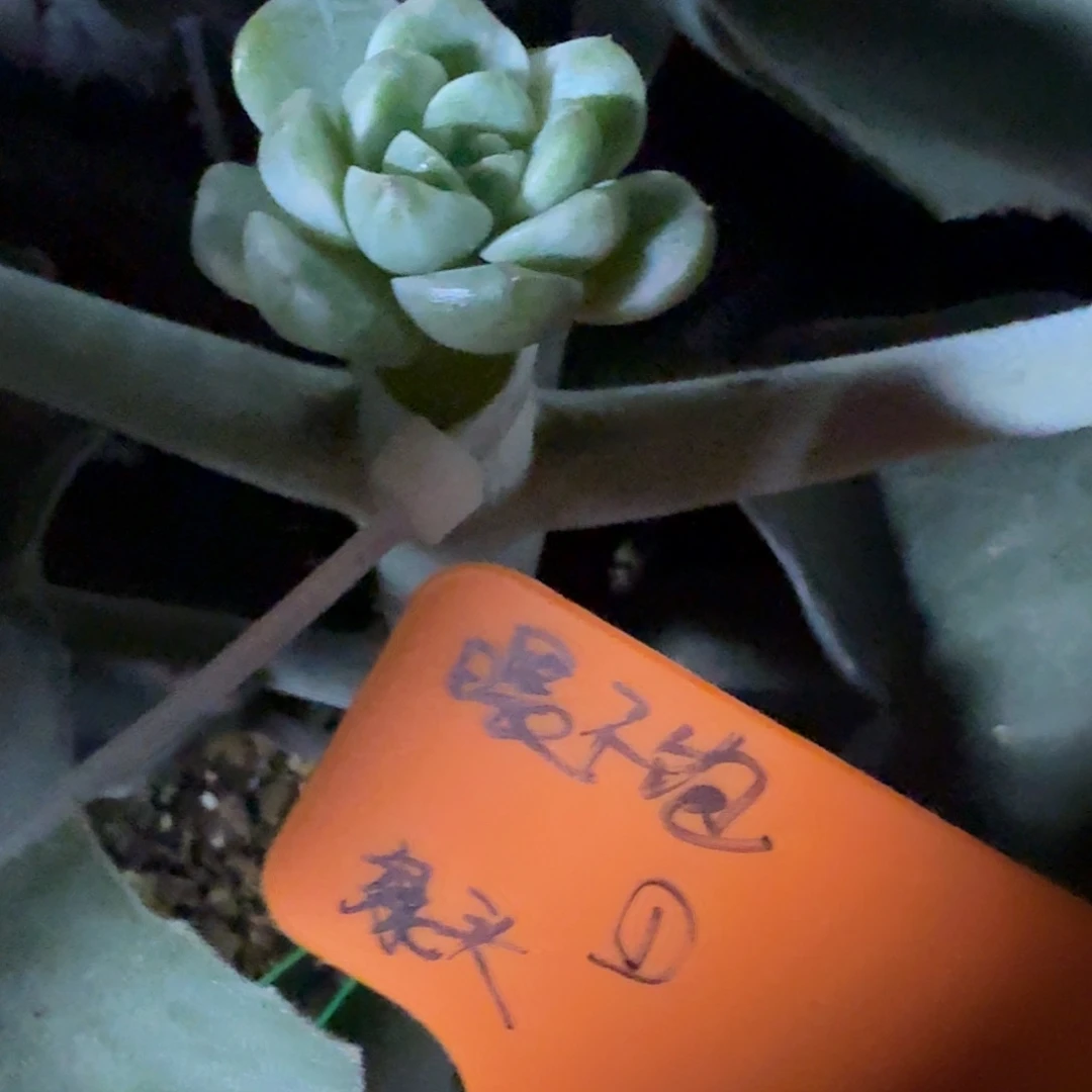 小***强甜心童话，预定绿头。