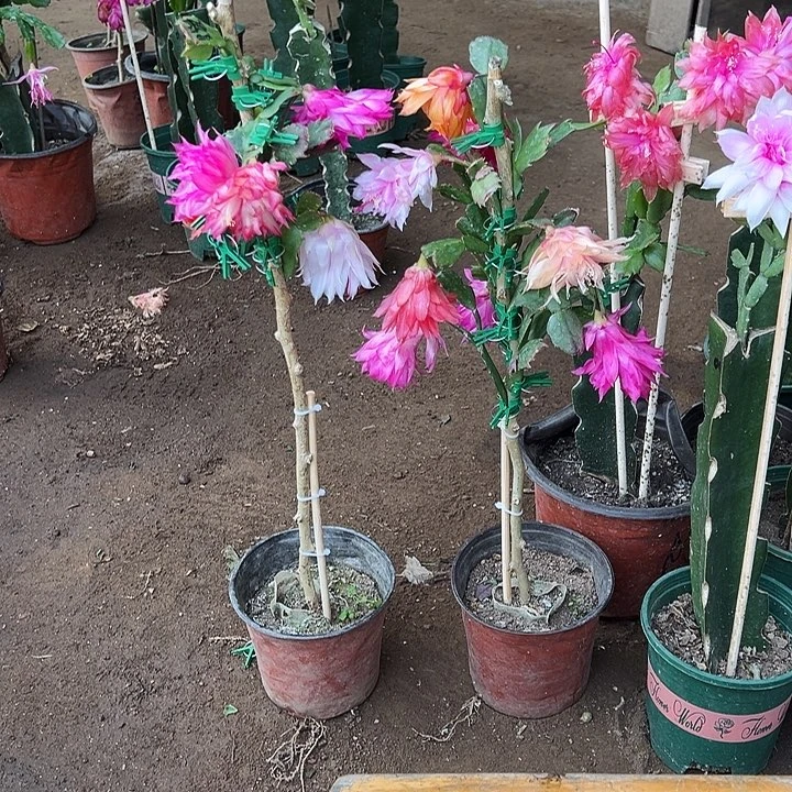 俪***人预订叶仙嫁接一层五色重瓣带花架