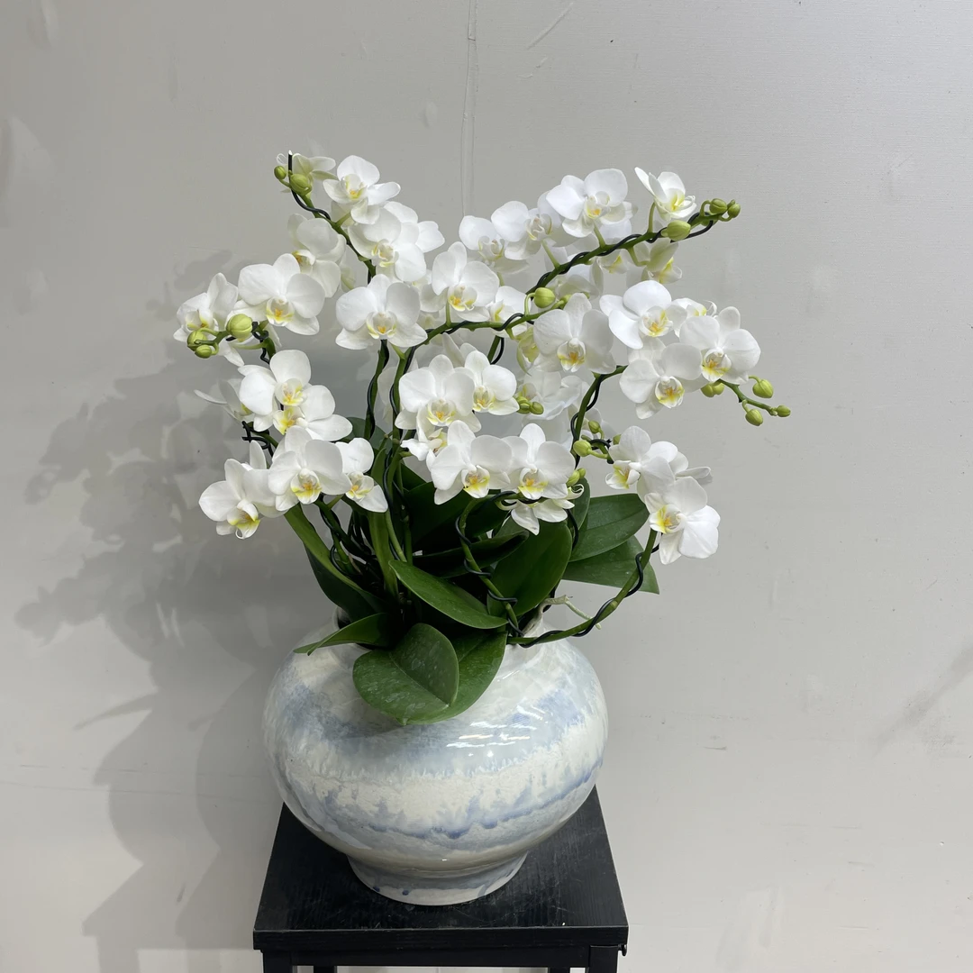 组盆蝴蝶兰紫大花型年宵花带盆