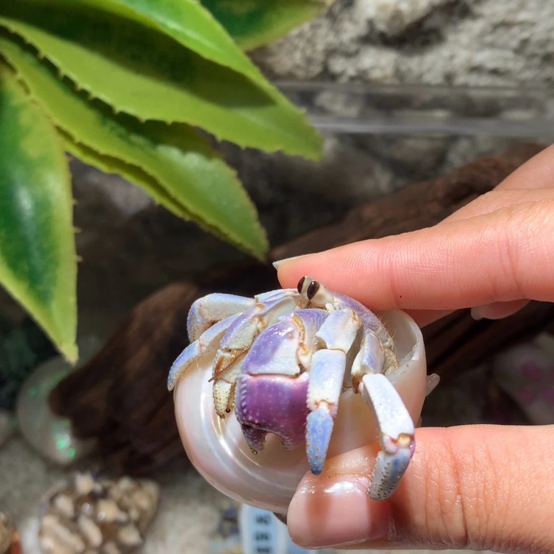 2.5 寄居蟹出售，不退不换