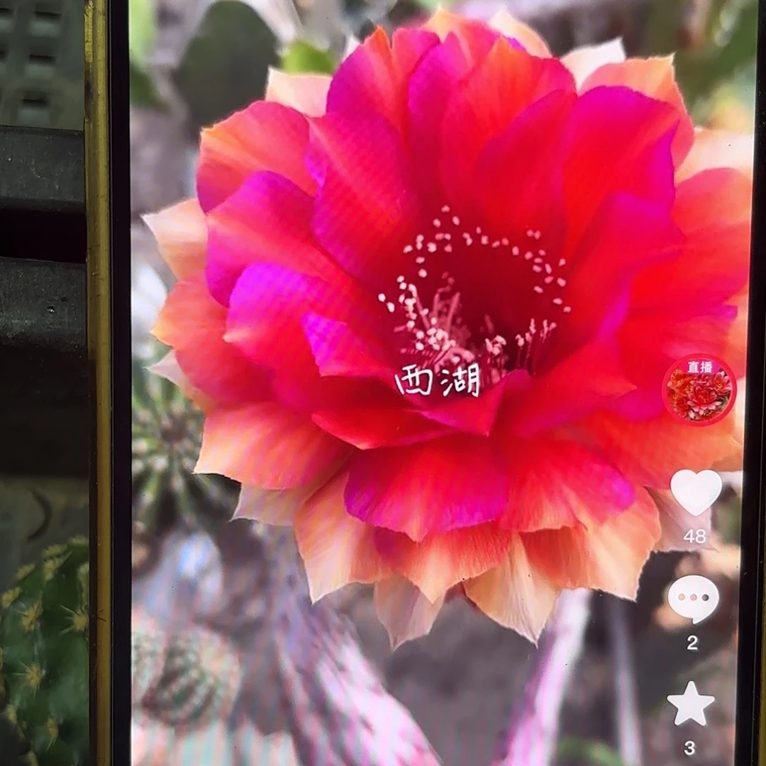 辣椒彩20包邮仙人球21