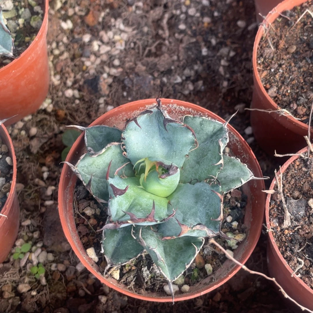 无花朵蓝鲸龙舌兰