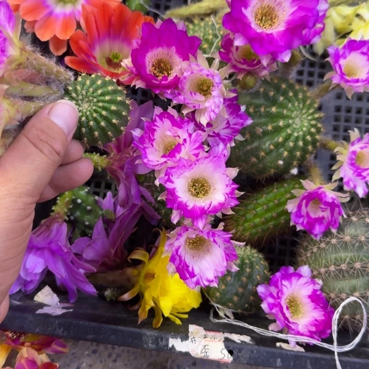 317丽花139歪无根侧牙3公分左右，20包邮