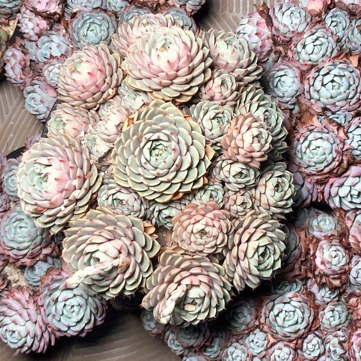 G*权132///////////////