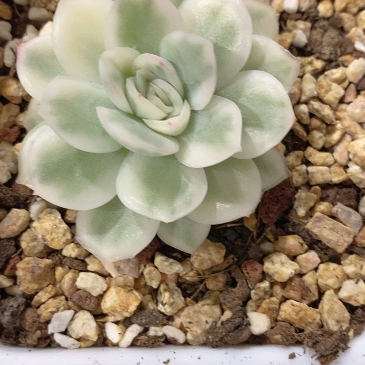 憨****）韩苏锦多肉锦景天