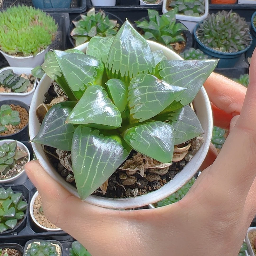 5980多肉植物一颗